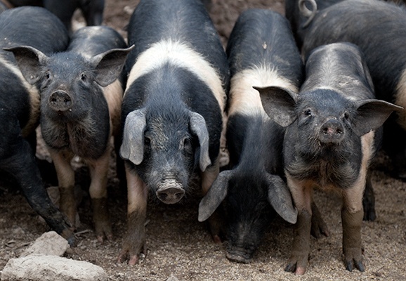 Cinta senese - Tuscan pigs