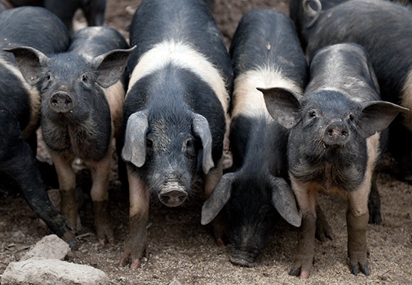 Cinta senese - Tuscan pigs