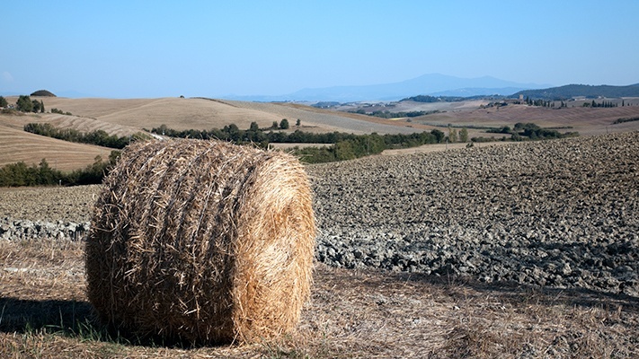 A tuscan field