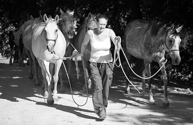 Leading a group of horses