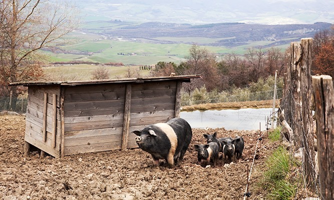 Tuscan pigs