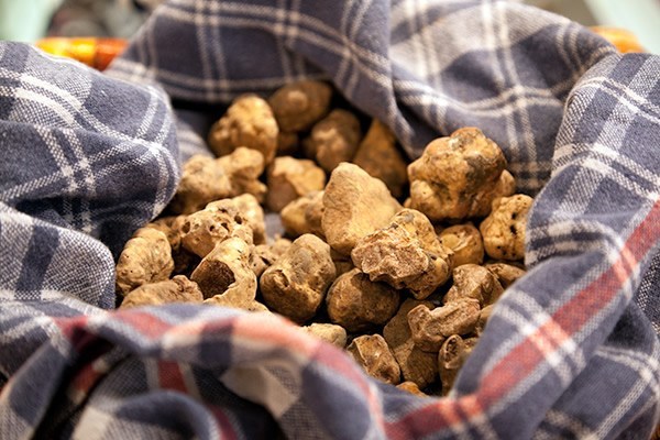 White truffles growing wild